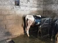 Bulle, Holstein-Rasse — Foto 3