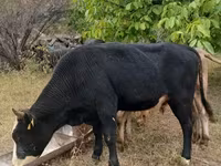 Bull, Cattle — photo 3