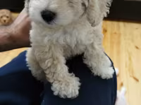 Maltipoo balaları – mini ölçülü, hipoallergen, tüksüz tökülməyə meylli — photo 5