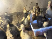 Ducks — Foto 1