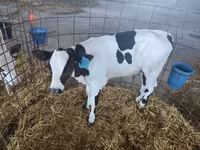 公牛, Cattle — 照片 7