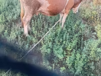 Kuh, Simmental cattle — Foto 2