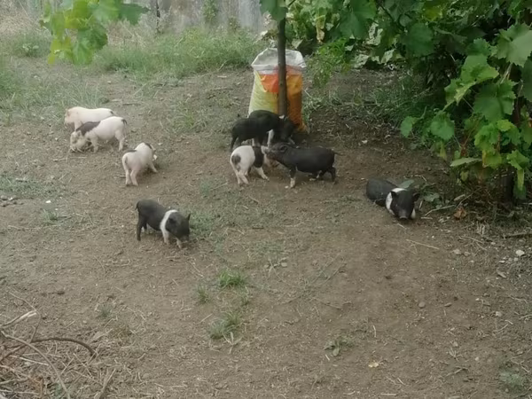 Säue, Вьетнамская вислобрюхая