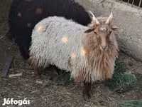 Қой, Racka sheep — 2-сурет