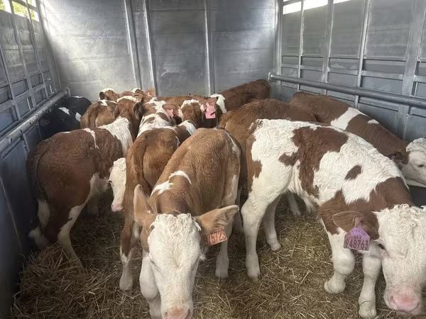 Ցուլ, Simmental cattle