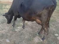 母牛, Red Polled Cow — 照片 4