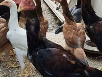Chickens — 5-сурет