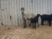 Ovelha, Arashan sheep — foto 2