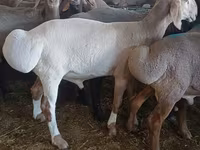 मेढ़ा, Hissar sheep — फ़ोटो 1