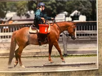 Hengst, Quarter Horse — Foto 4