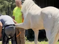 حصان, Kentucky mountain daddle horse — الصورة 5