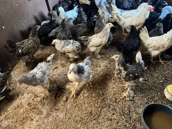 Brahma