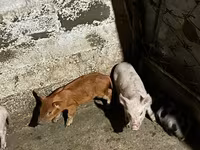 Էգ խոզ, Խոզեր — լուսանկար 3