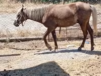 马匹（批次，未指定性别）, Horses — 照片 2