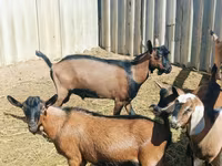 Արու այծ, Nubian Goat — լուսանկար 4