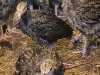 Turkeys — լուսանկար 3