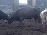 सांड, लाल степीय गाय — फ़ोटो 2