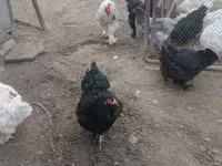 براهما — الصورة 5