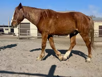 Ձի, Kustanai horse — լուսանկար 6