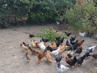 Chickens — 3-сурет