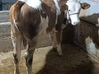 Ցուլ, Simmental cattle — լուսանկար 5