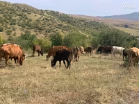 Կով, Simmental cattle — լուսանկար 8