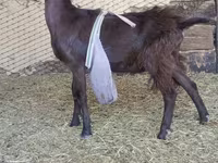 Արու այծ, LaMancha goats — լուսանկար 3