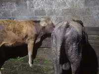 Ցուլ, Աբերդին-անգուսյան — լուսանկար 8