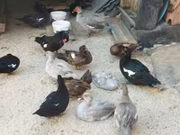 pato criollo doméstico — foto 3