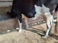 Kuh, Holstein-Rasse — Foto 1