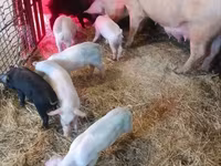 Eber, Schweine — Foto 3