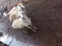 Ram, Sheep — photo 2