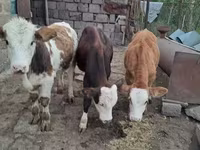 Ցուլ, Simmental cattle — լուսանկար 1