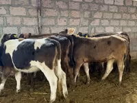 Կով, Խոշոր եղջերավոր — լուսանկար 3