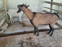 Billy Goat, Alpine goat — photo 1