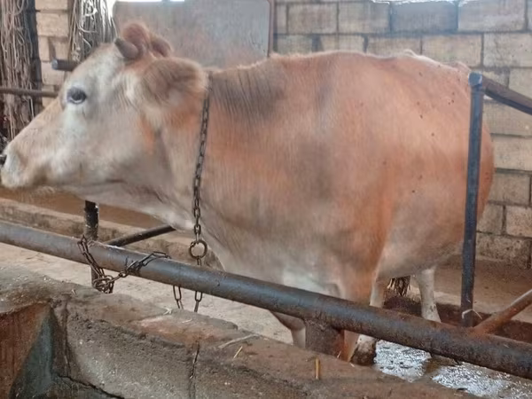 Kuh, Simmental cattle