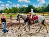 فرس, Quarter Horse — الصورة 6