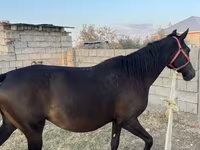 Mare, Horses — photo 4