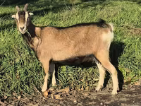 Ziege, Alpine goat — Foto 7