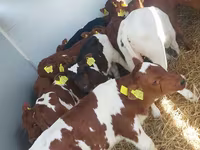 Ցուլ, Simmental cattle — լուսանկար 1