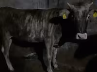 Cow, Cattle — photo 2