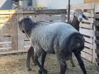 Ram, Sheep — photo 3