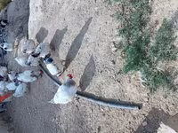 Суссекс — 3-сурет
