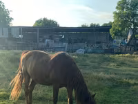 Caballo, Caballos — foto 3