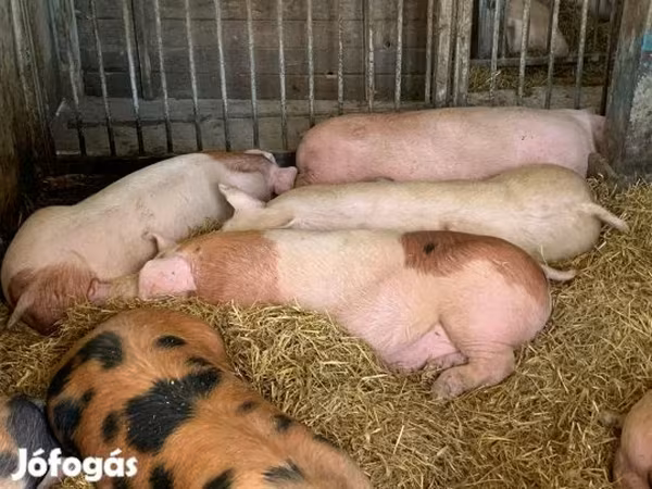 Sow, Pigs