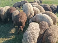 Schaf, Schafe — Foto 1