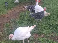 Turkeys — photo 3