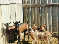 Արու այծ, Nubian Goat — լուսանկար 1