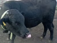 सांड, Swiss cattle — फ़ोटो 2