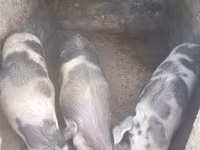 Porca, Porcos — foto 2